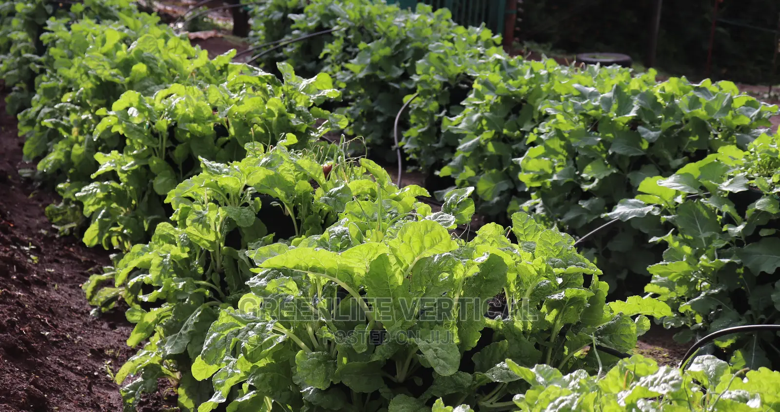 Greenlife Vertical Bags (Kitchen Garden Bags)
