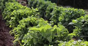 Greenlife Vertical Bags (Kitchen Garden Bags)