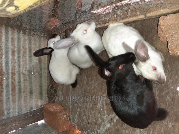 Rabbits for Sale - main view