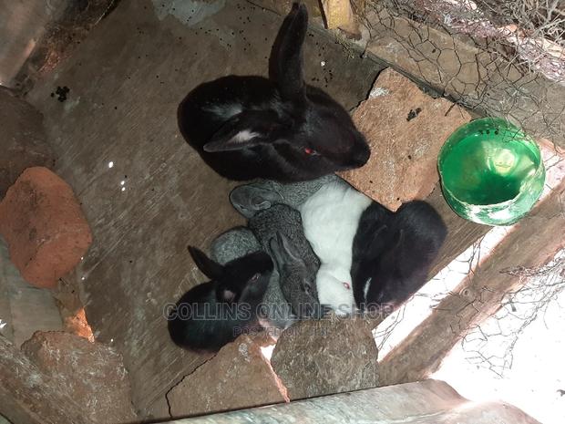 Rabbits for Sale - thumbnail 3