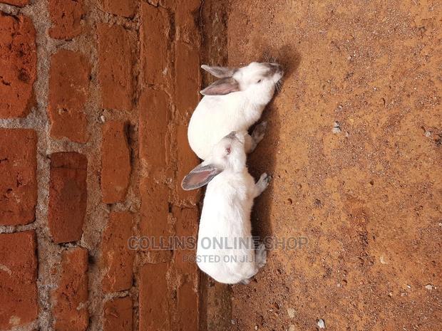 Rabbits for Sale - thumbnail 4