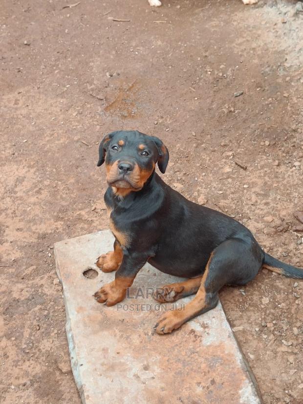 1-3 Months Male Purebred Rottweiler - thumbnail 3