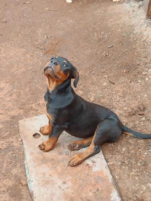 1-3 Months Male Purebred Rottweiler - thumbnail 2