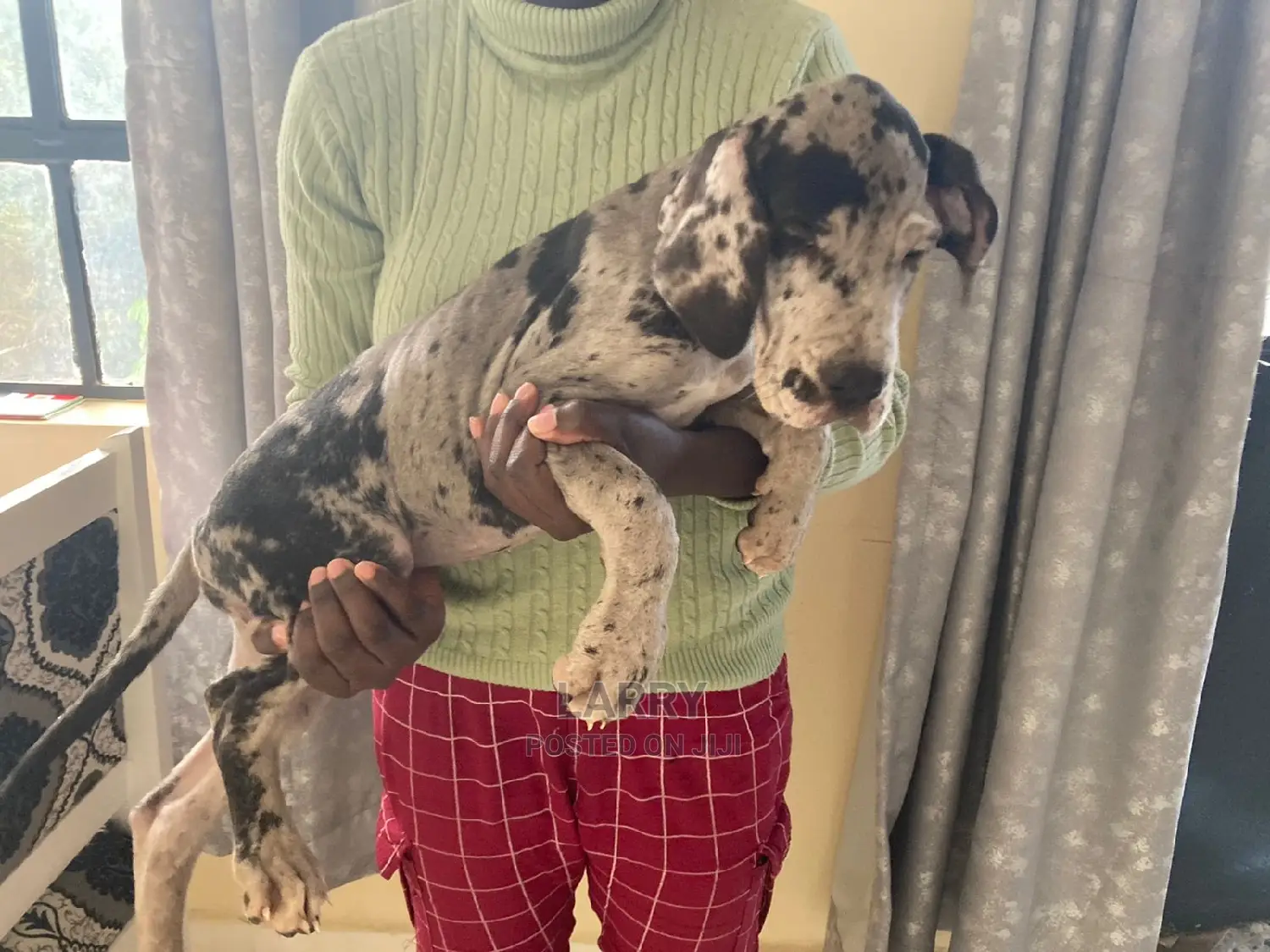 1-3 Months Female Purebred Great Dane