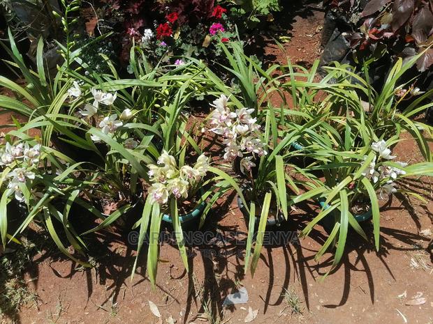 Orchid Flowers for Sale - thumbnail 3