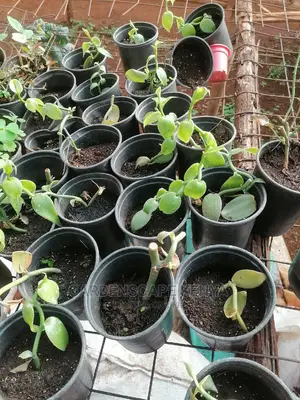 Vanilla Seedlings for Sale