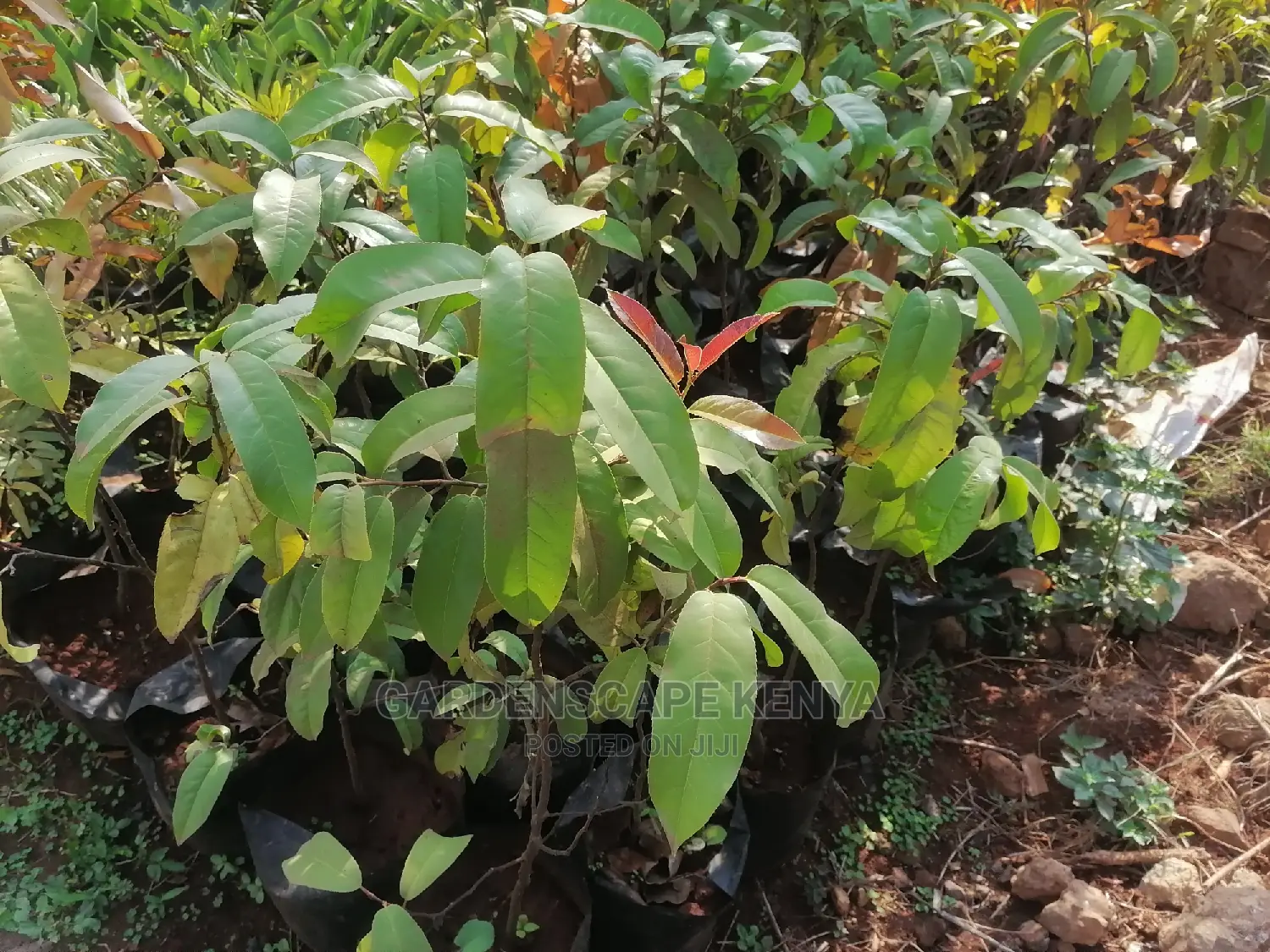 Prunus Africana Seedlings.