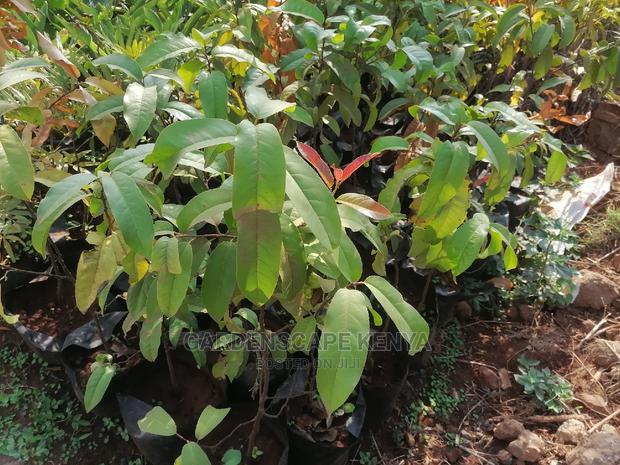 Prunus Africana Seedlings.