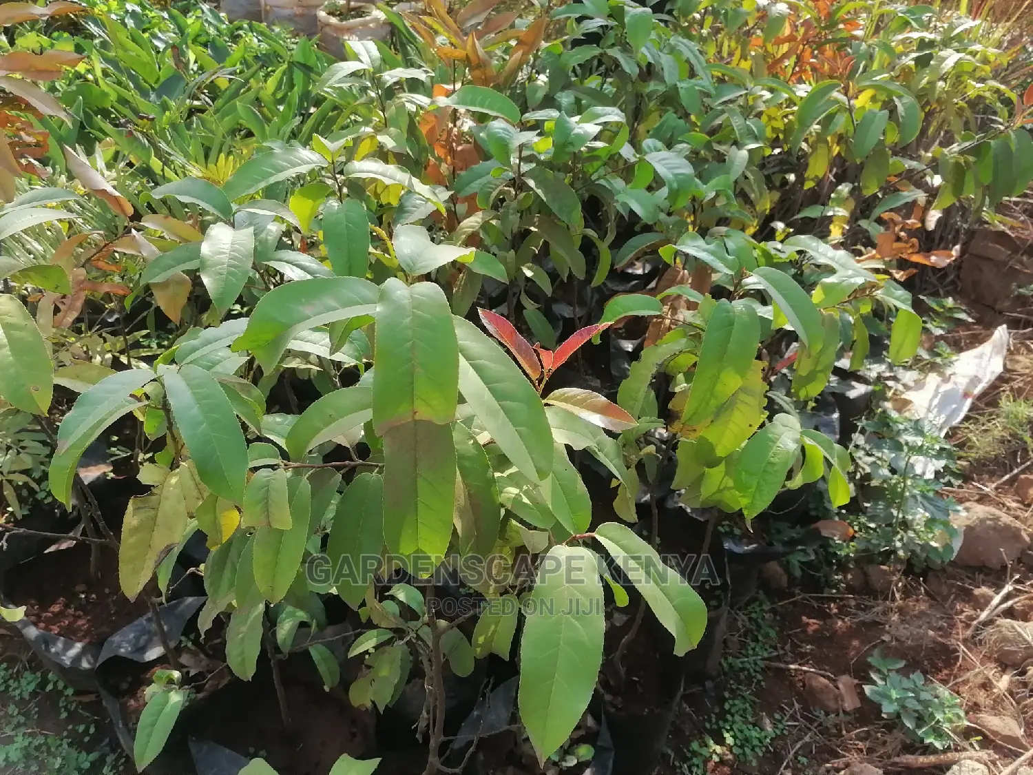 Prunus Africana Seedlings.