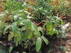 Prunus Africana Seedlings.