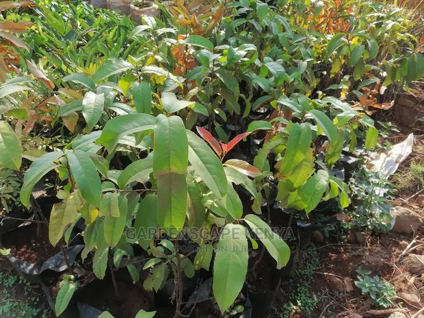 Prunus Africana Seedlings. - thumbnail 2