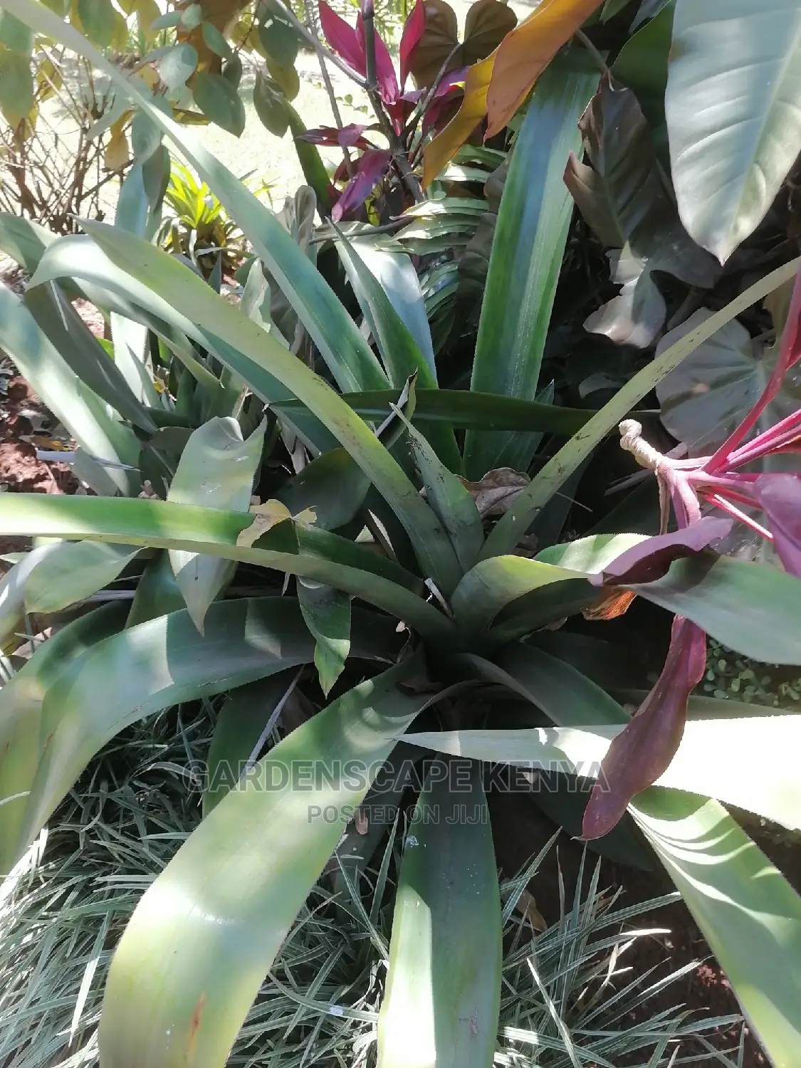 Agave Plants