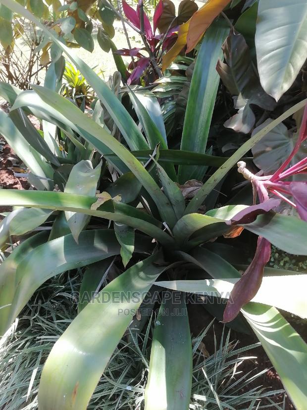 Agave Plants - thumbnail 2