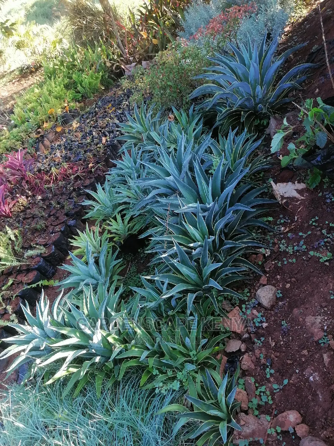 Agave Plants