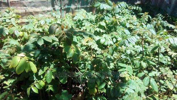 Indegenous Nandi Flame Trees - main view