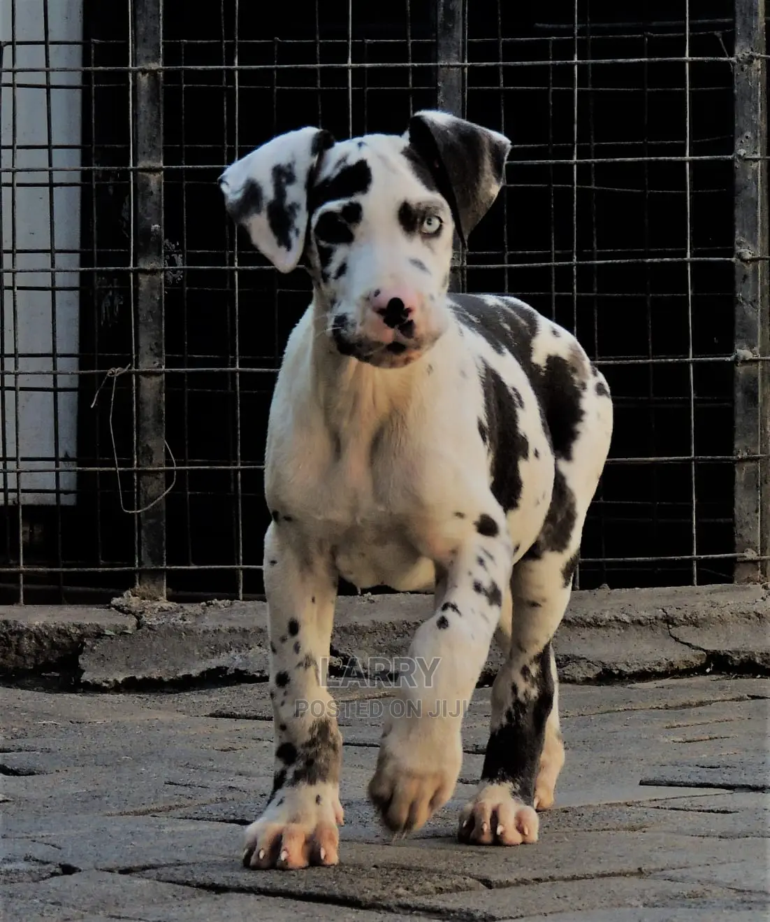 1-3 Months Female Purebred Great Dane