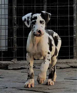 1-3 Months Female Purebred Great Dane