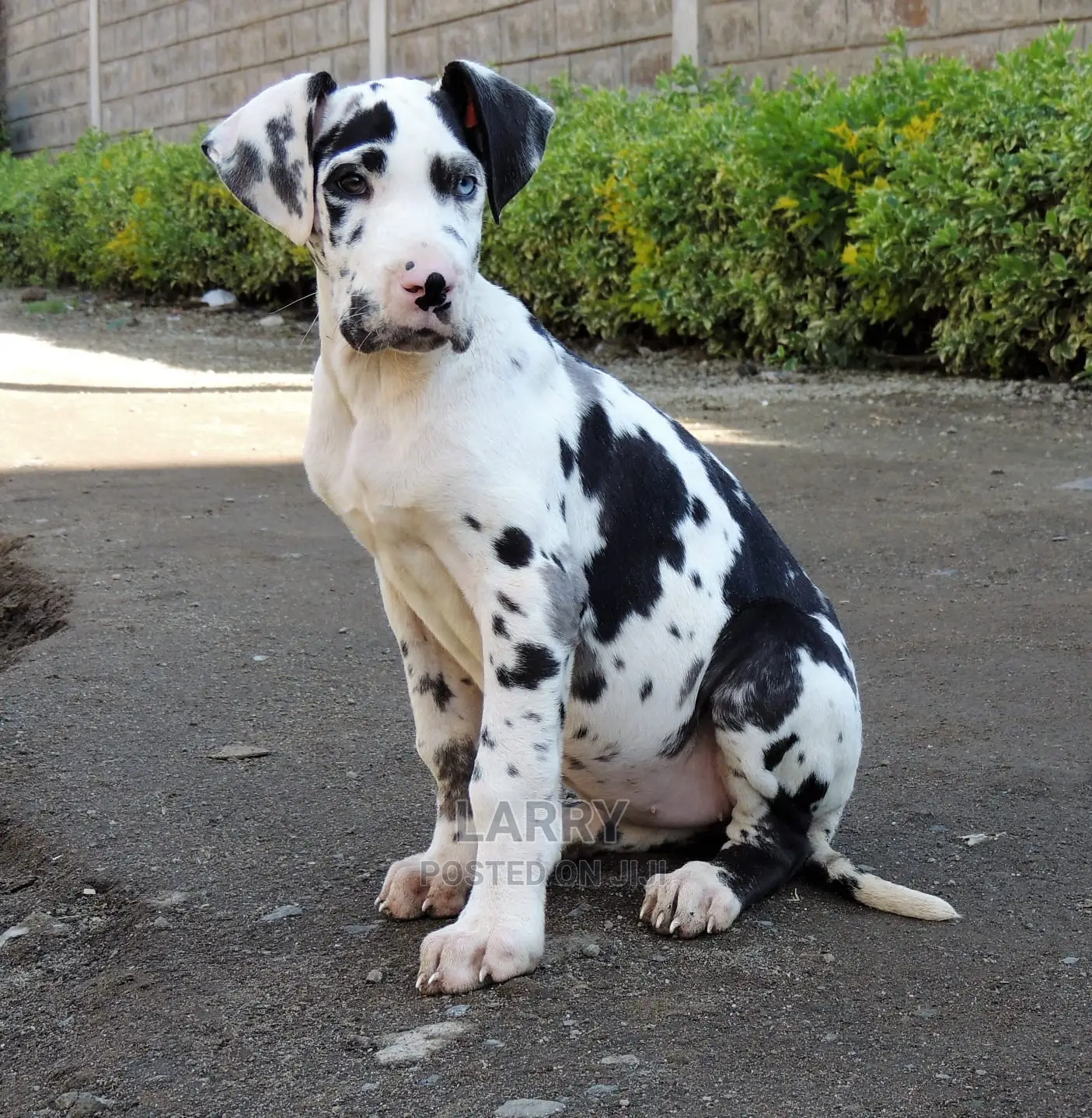 1-3 Months Female Purebred Great Dane
