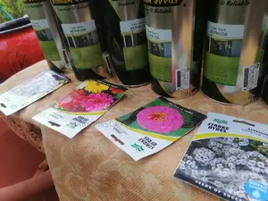 500grams Seeds for Bermuda Grass