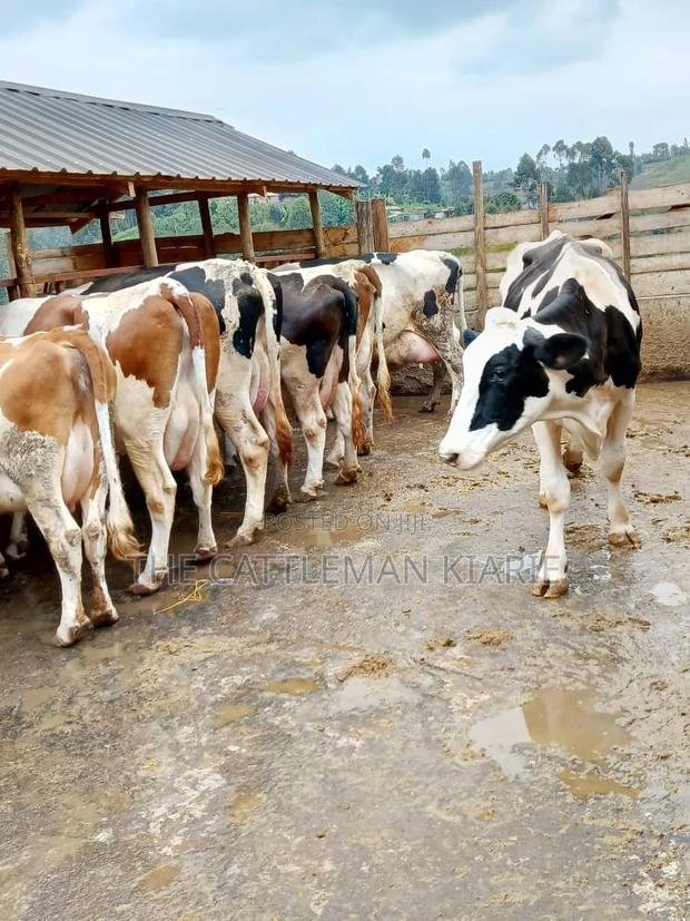 Dairy Cows for Sale(Fleckview) - thumbnail 4