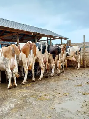 Dairy Cows for Sale(Fleckview)