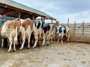 Dairy Cows for Sale(Fleckview)