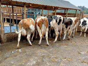 Dairy Cows for Sale(Fleckview) - thumbnail 2