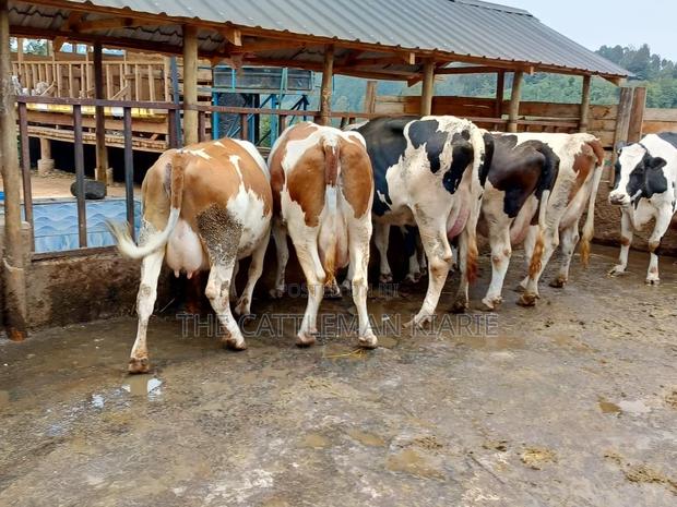 Dairy Cows for Sale(Fleckview) - main view