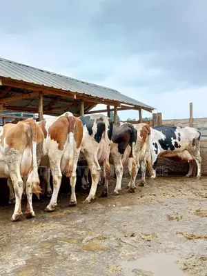 Dairy Cows for Sale(Fleckview)