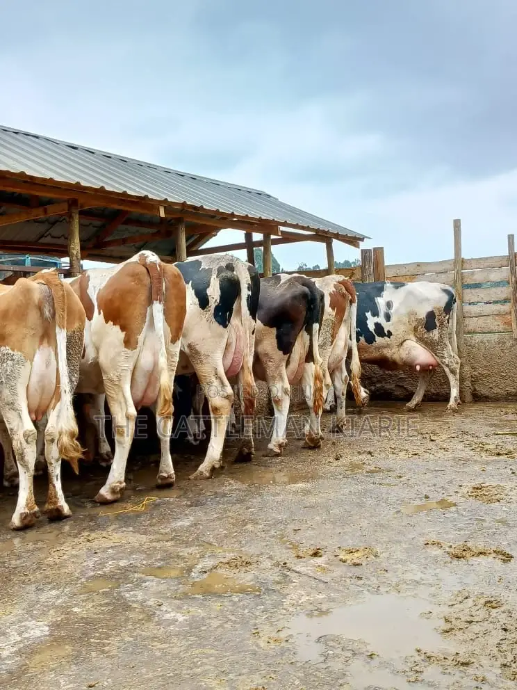 Dairy Cows for Sale(Fleckview)