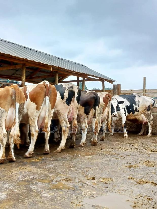 Dairy Cows for Sale(Fleckview) - thumbnail 9