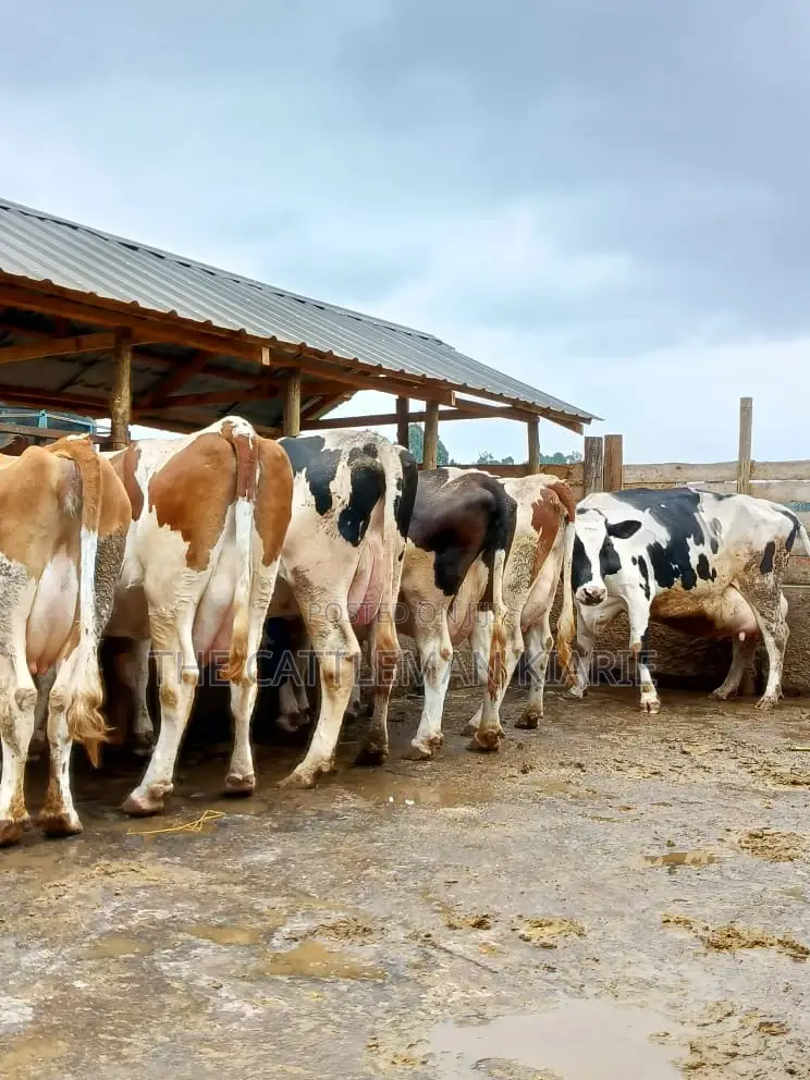 Dairy Cows for Sale(Fleckview)