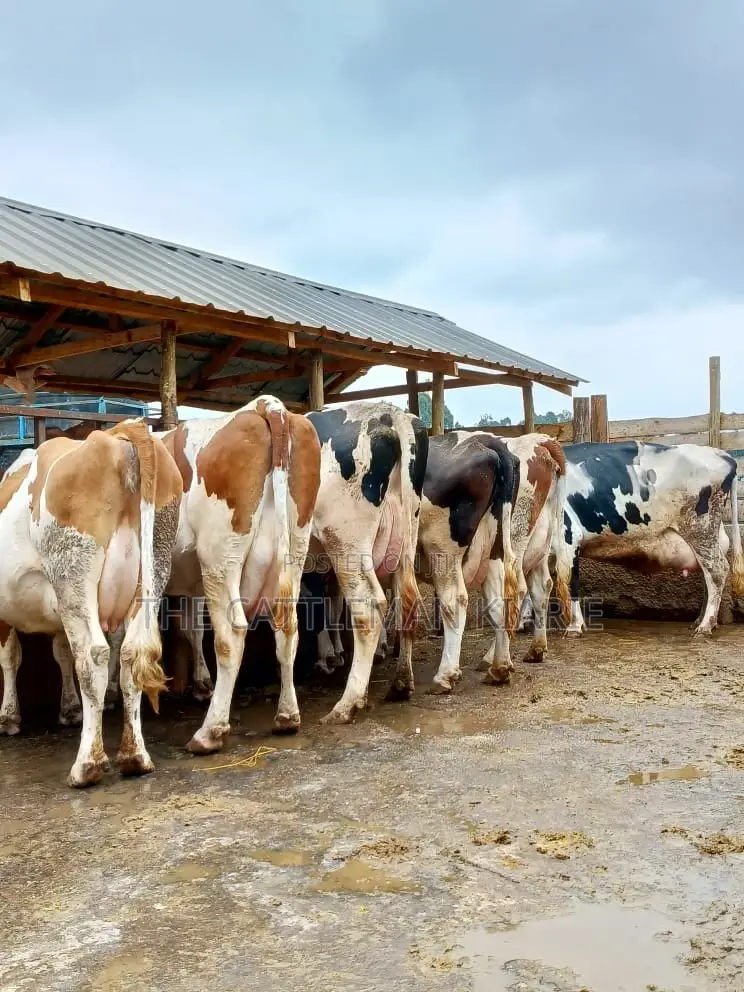 Dairy Cows for Sale(Fleckview)