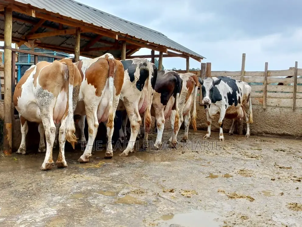 Dairy Cows for Sale(Fleckview)