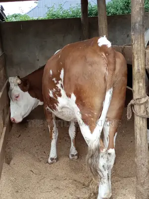 Dairy Cows (Fleckview Breed)