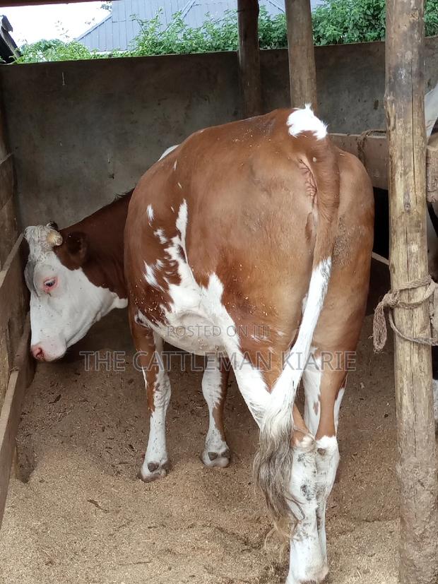 Dairy Cows (Fleckview Breed) - main view