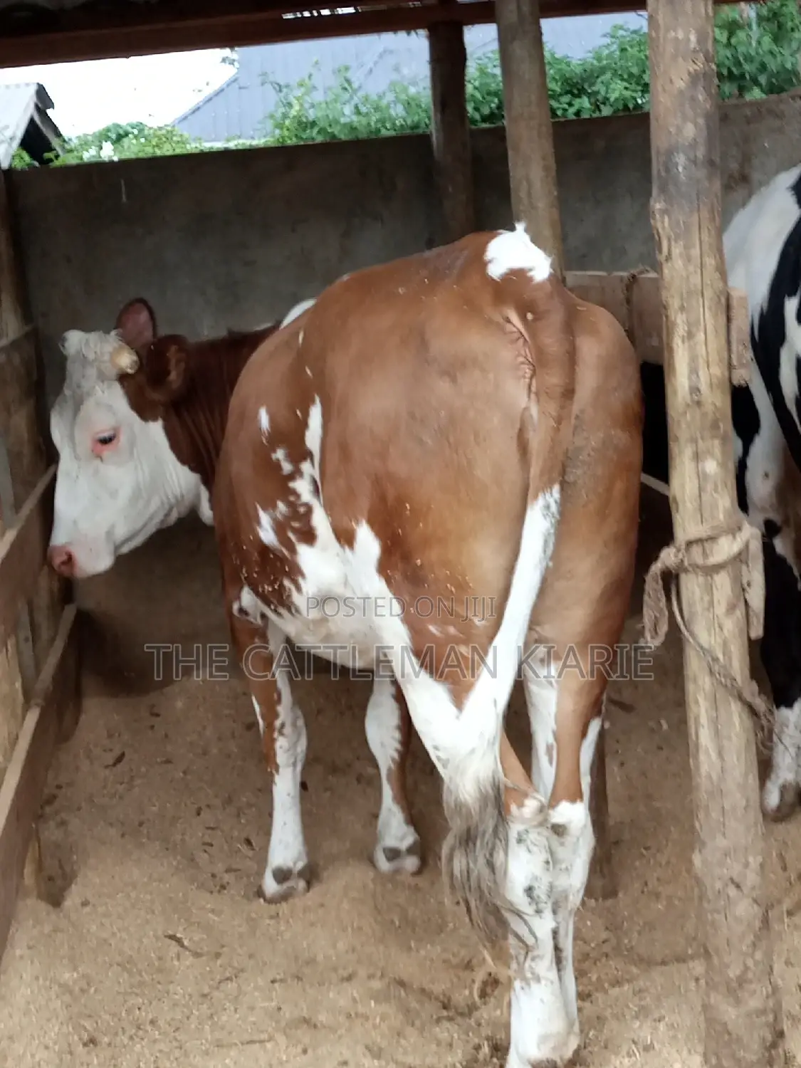 Dairy Cows (Fleckview Breed)