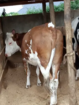 Dairy Cows (Fleckview Breed)