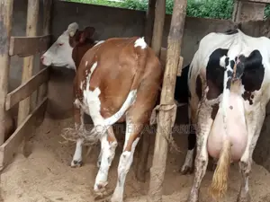 Dairy Cows (Fleckview Breed)