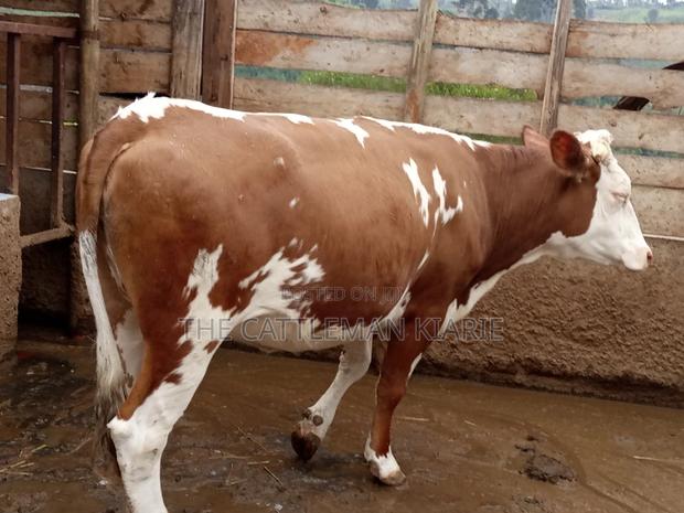 Dairy Cows (Fleckview Breed) - thumbnail 5