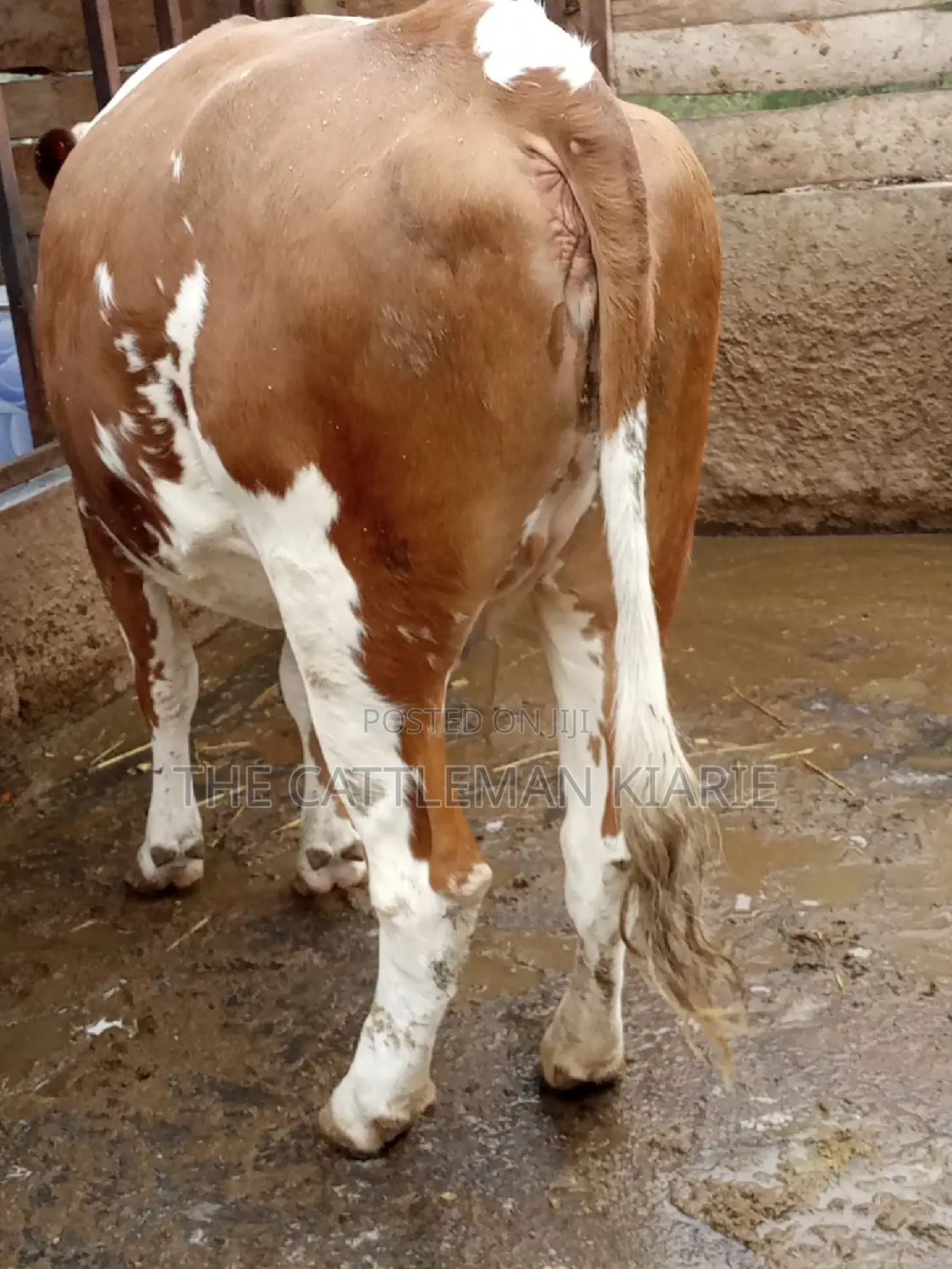 Dairy Cows (Fleckview Breed)