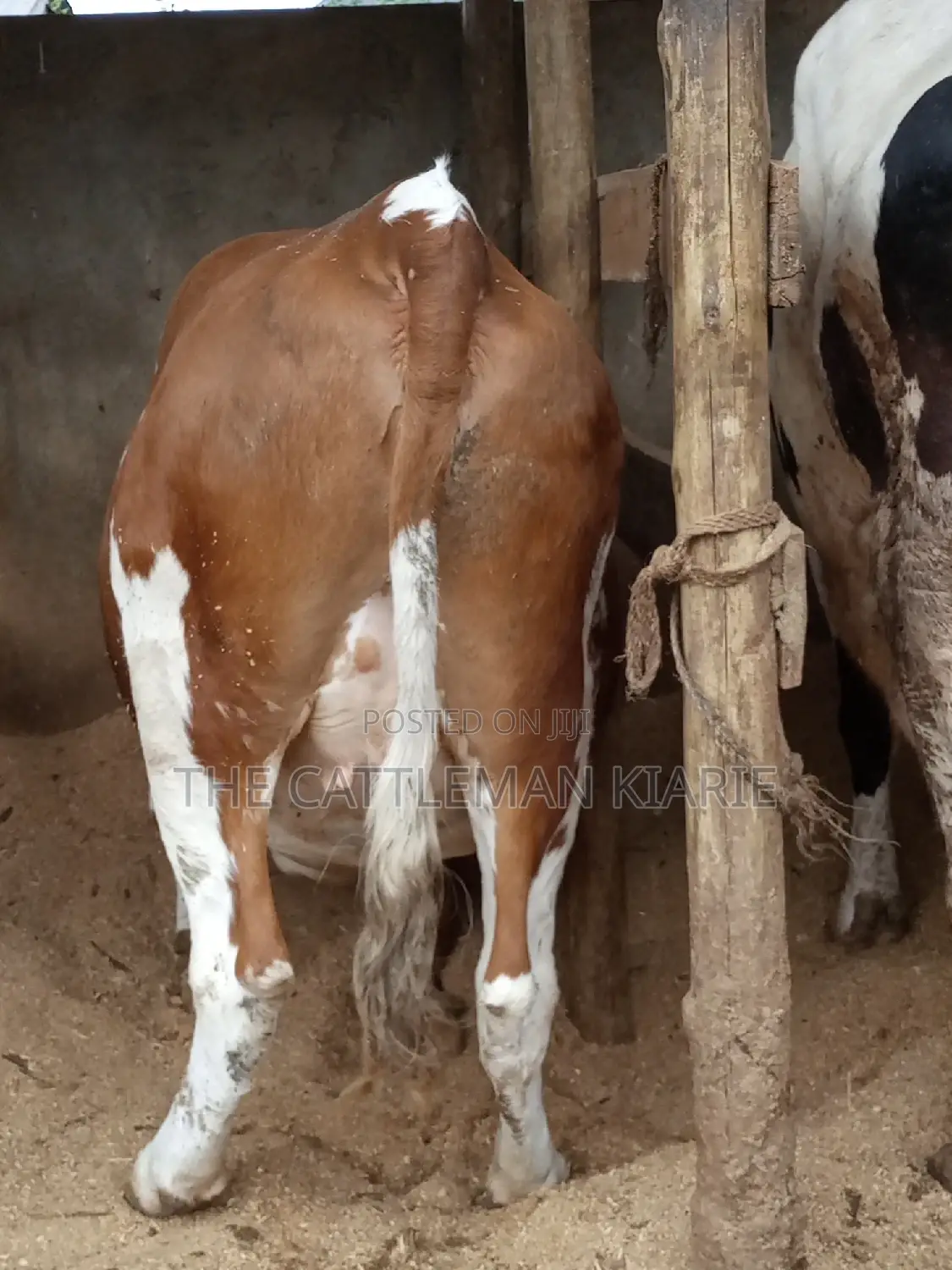 Dairy Cows (Fleckview Breed)