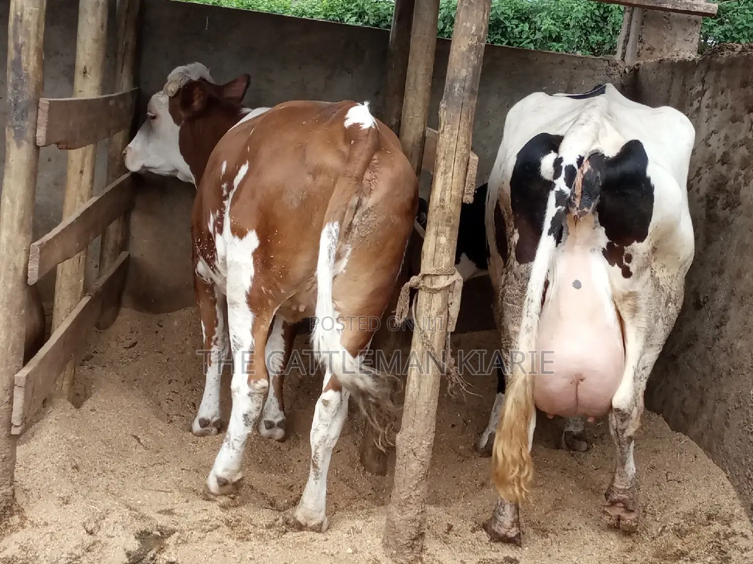Dairy Cows (Fleckview Breed)