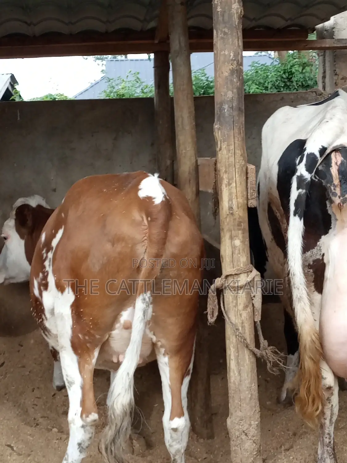 Dairy Cows (Fleckview Breed)