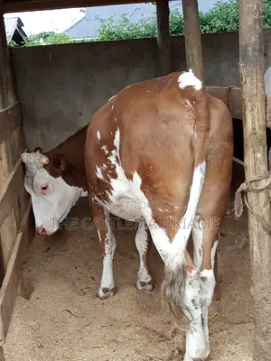 Dairy Cows (Fleckview Breed)