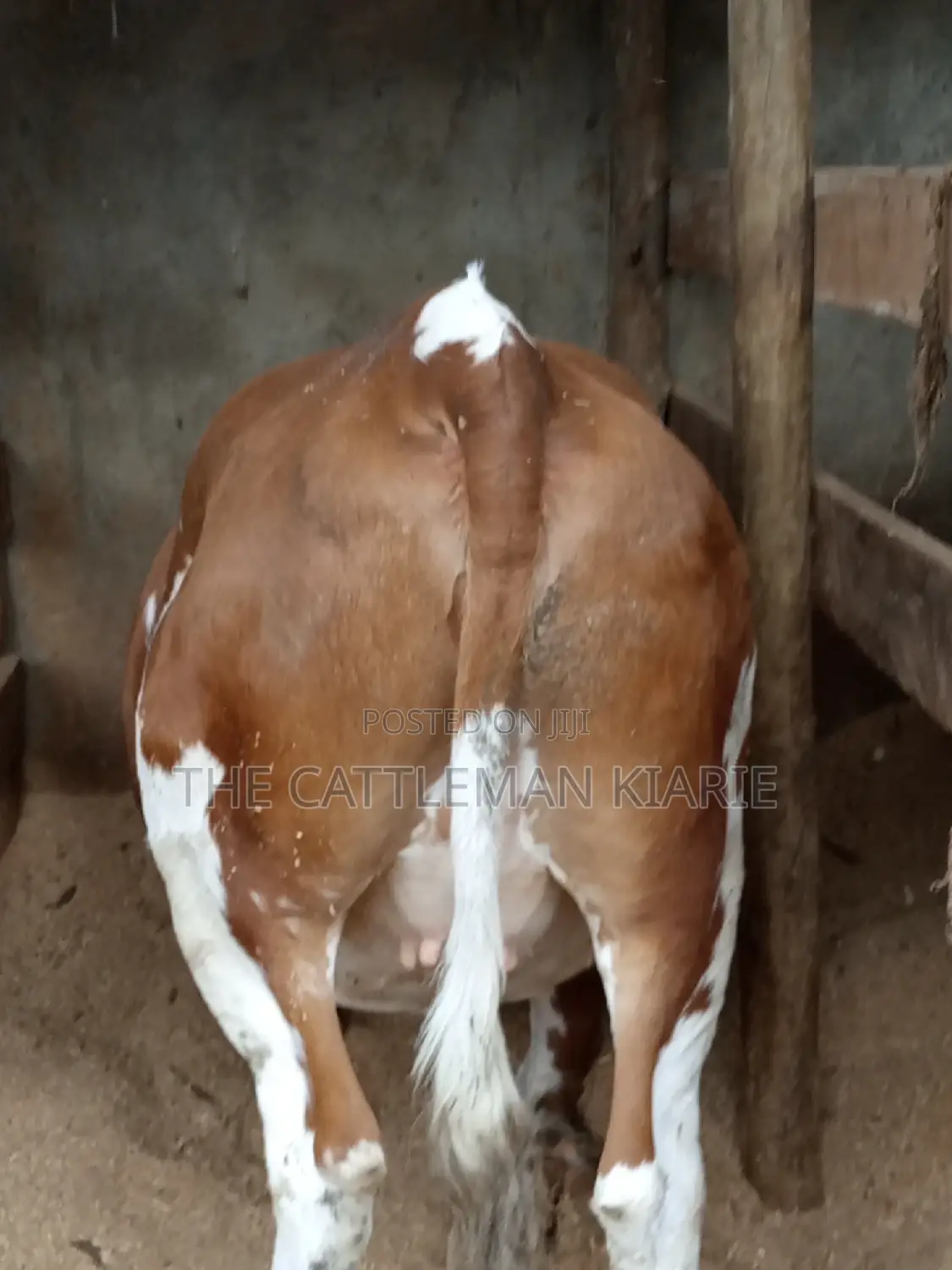 Dairy Cows (Fleckview Breed)