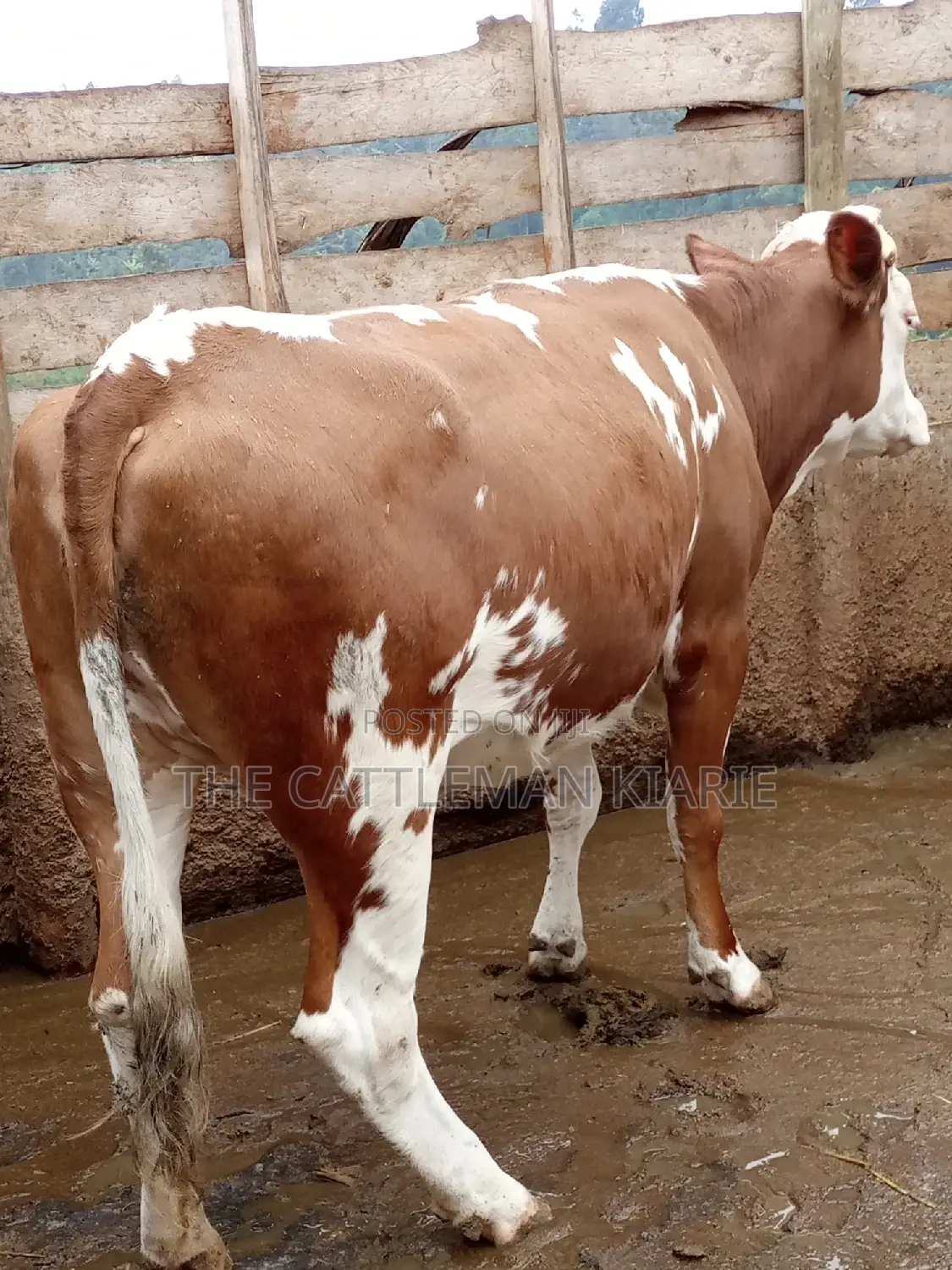 Dairy Cows (Fleckview Breed)