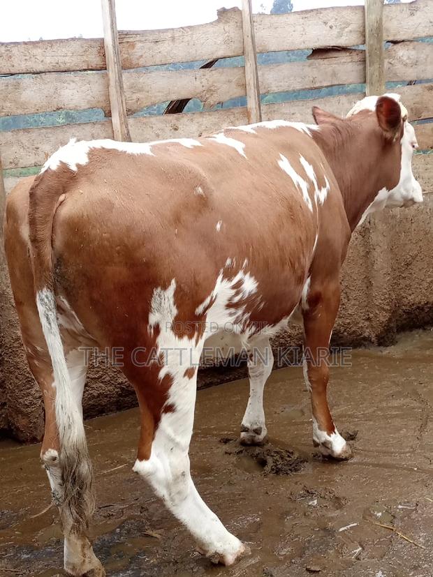 Dairy Cows (Fleckview Breed) - thumbnail 14