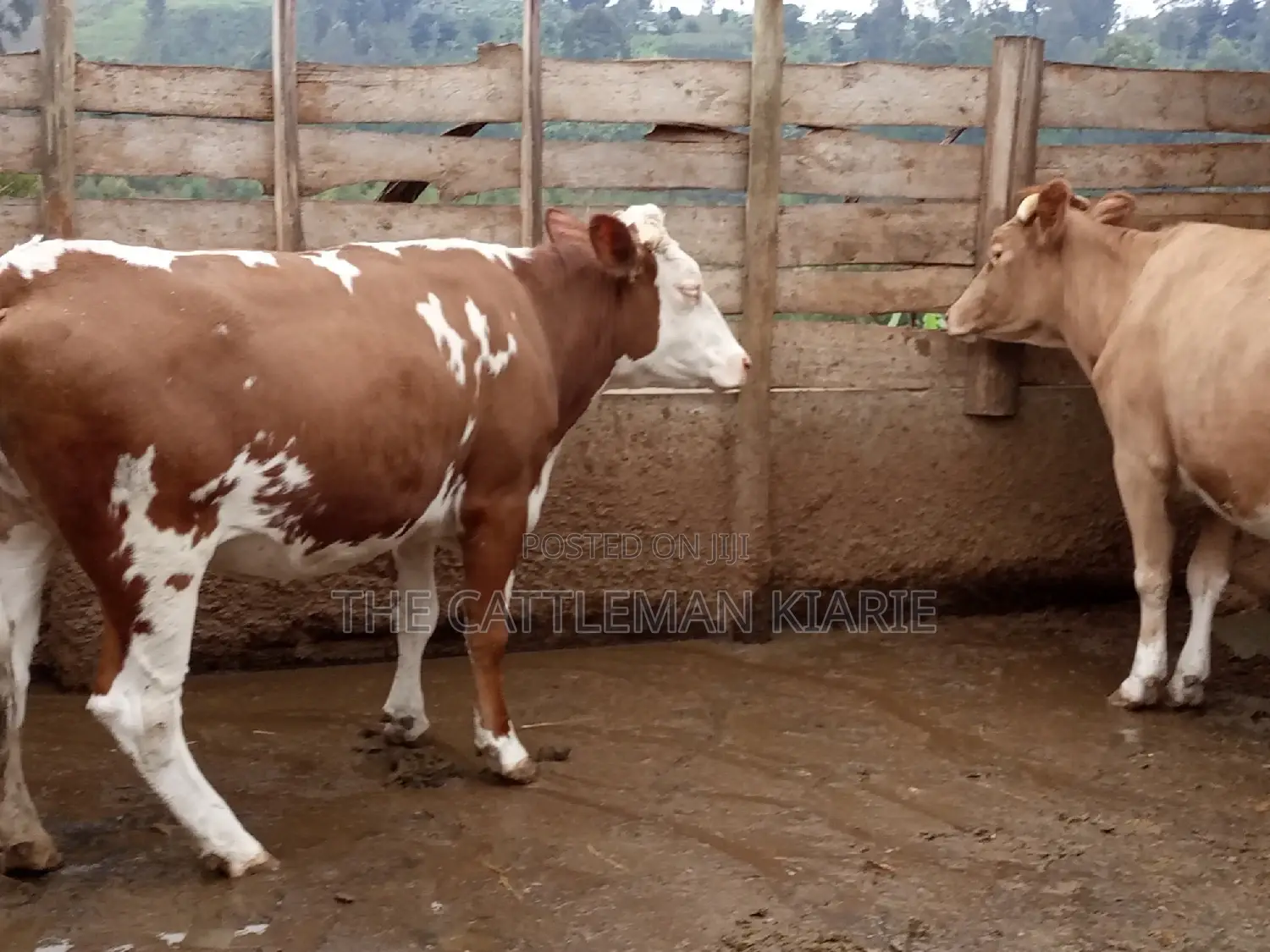 Dairy Cows (Fleckview Breed)