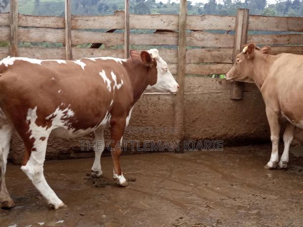 Dairy Cows (Fleckview Breed) - thumbnail 11